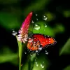 تطبيق Rain Live Wallpaper برو