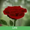3D Rose Live Wallpaper Lite pro