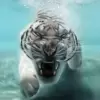 تطبيق Tiger Live Wallpaper برو