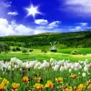 تطبيق Spring Nature Live Wallpaper برو