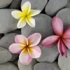 تطبيق Stones in Water Live Wallpaper برو