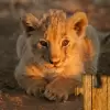 لعبة Baby Animal Jigsaw Puzzles apk مهكر