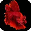 تطبيق Betta Fish Wallpapers 4K برو