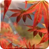 Autumn Tree Free Wallpaper pro