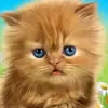 تطبيق Talking baby cat. Talking game برو